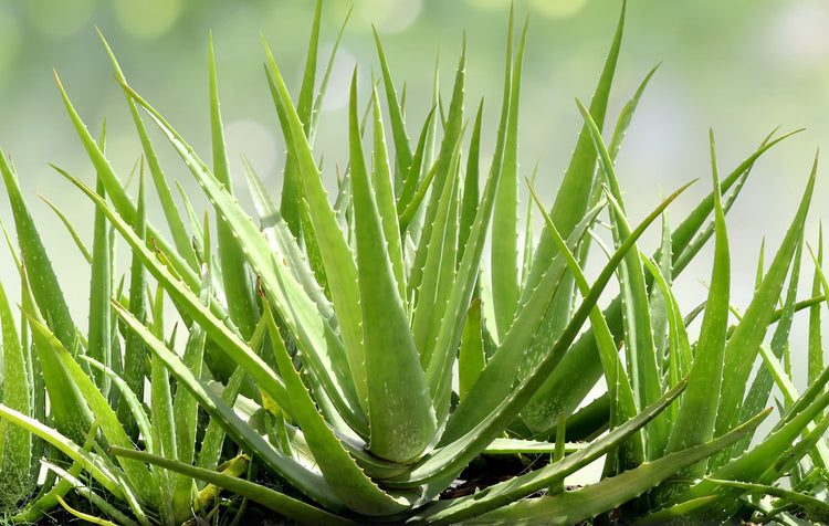 Aloe Vera Gel Info